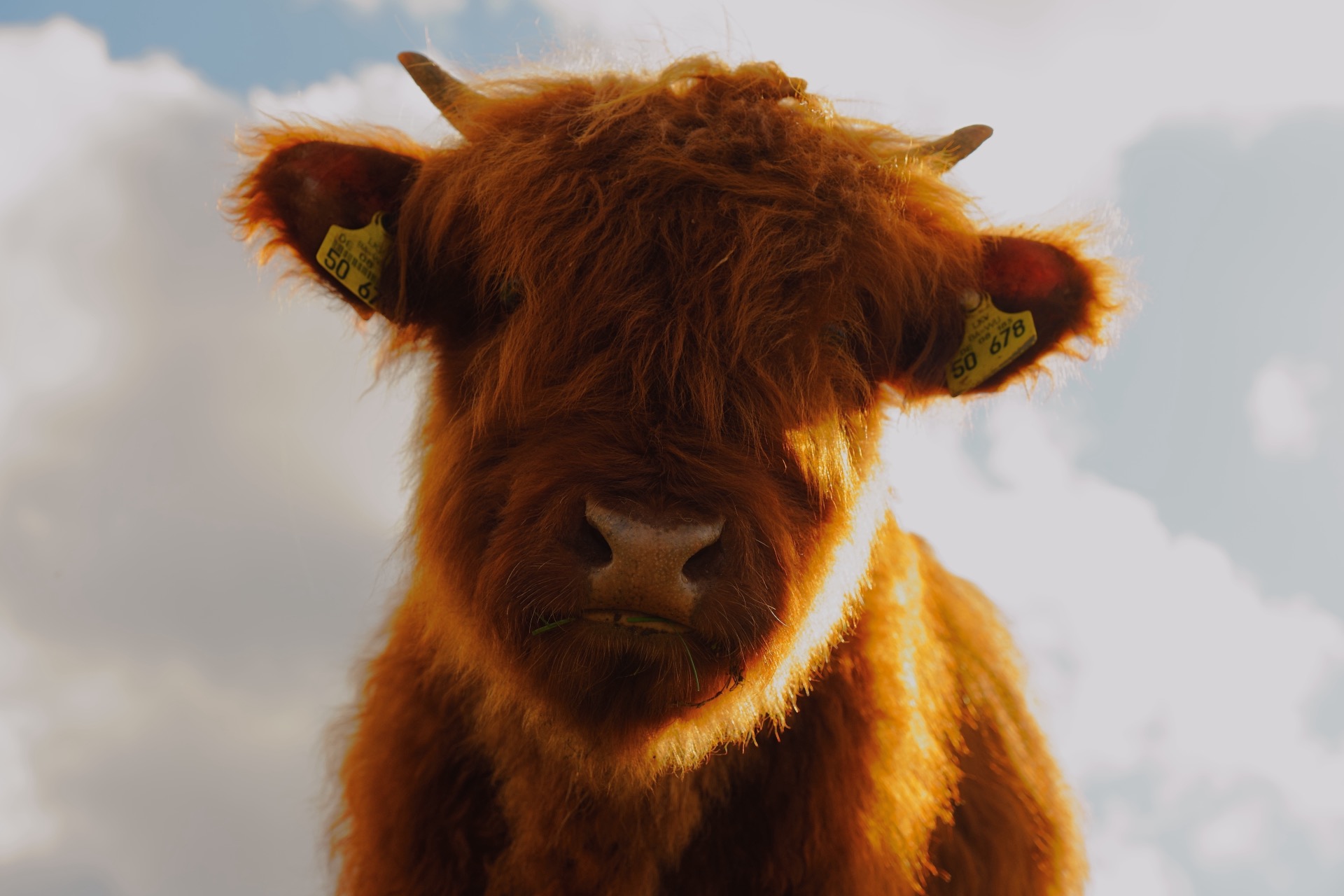 Highland Rind — Nahaufnahme Portrait