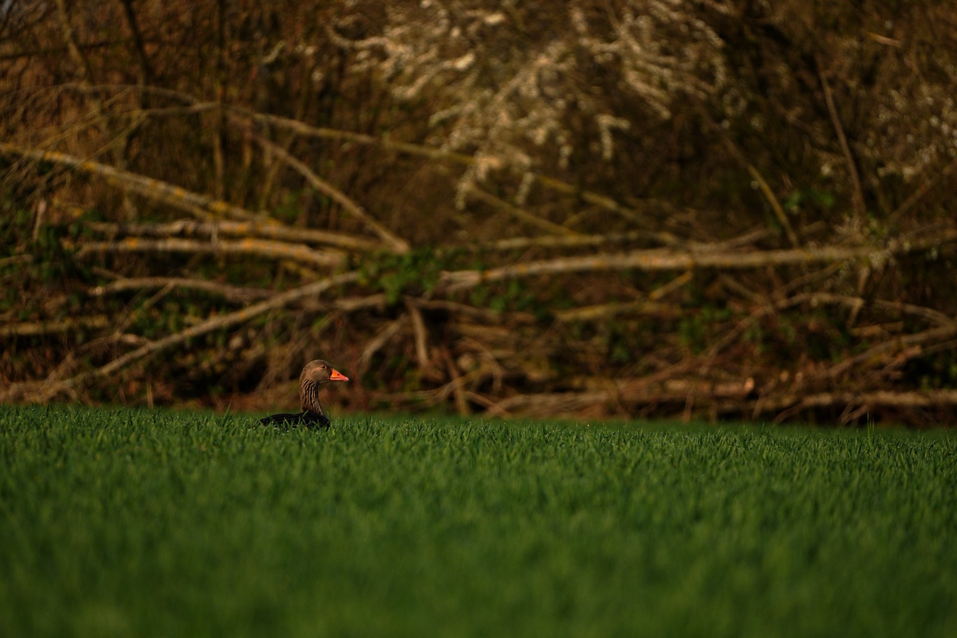 Ente im grünen Feld