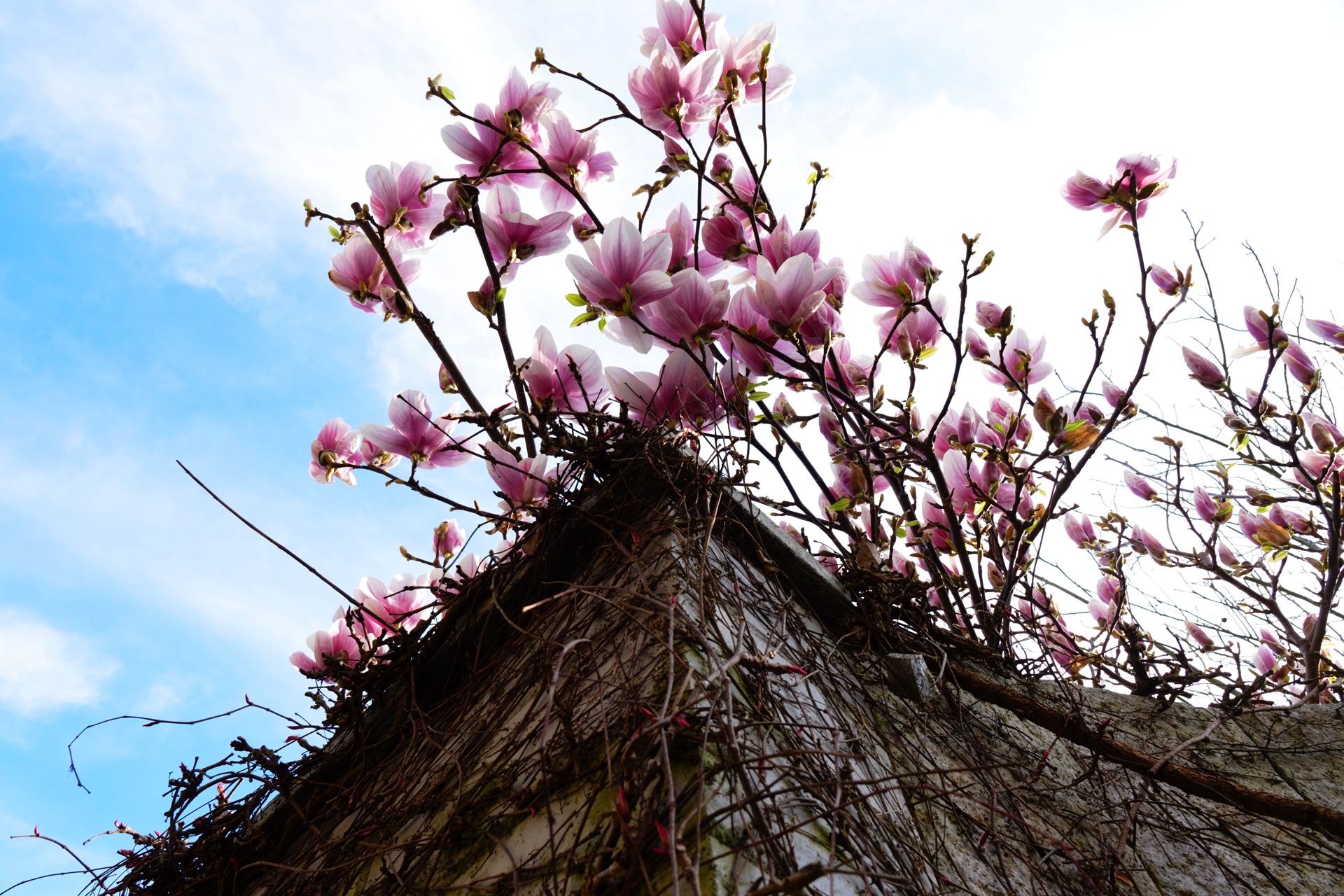 Magnolienblüten vor blauem Himmel