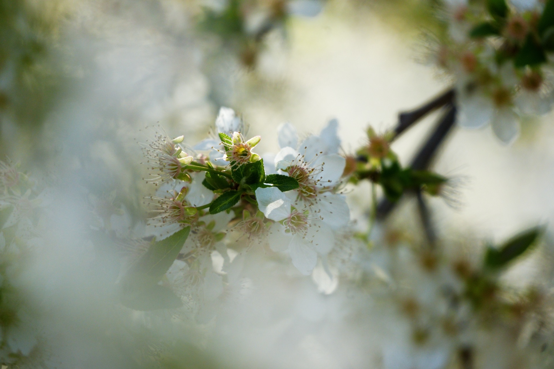 Kirschblüten — Makro
