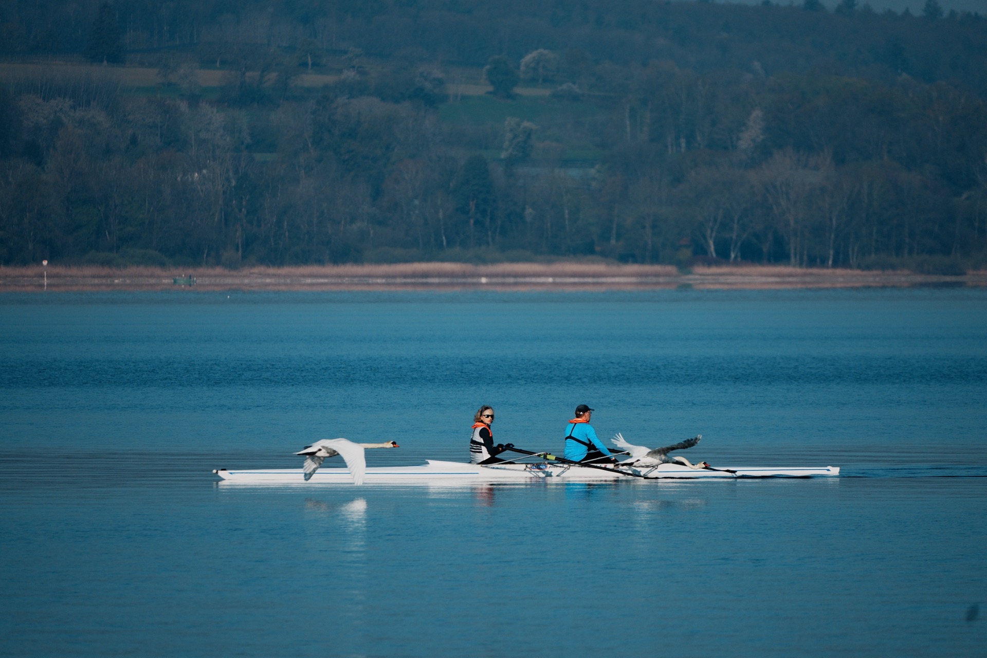Ruderboot auf dem Bodensee mit Schwan