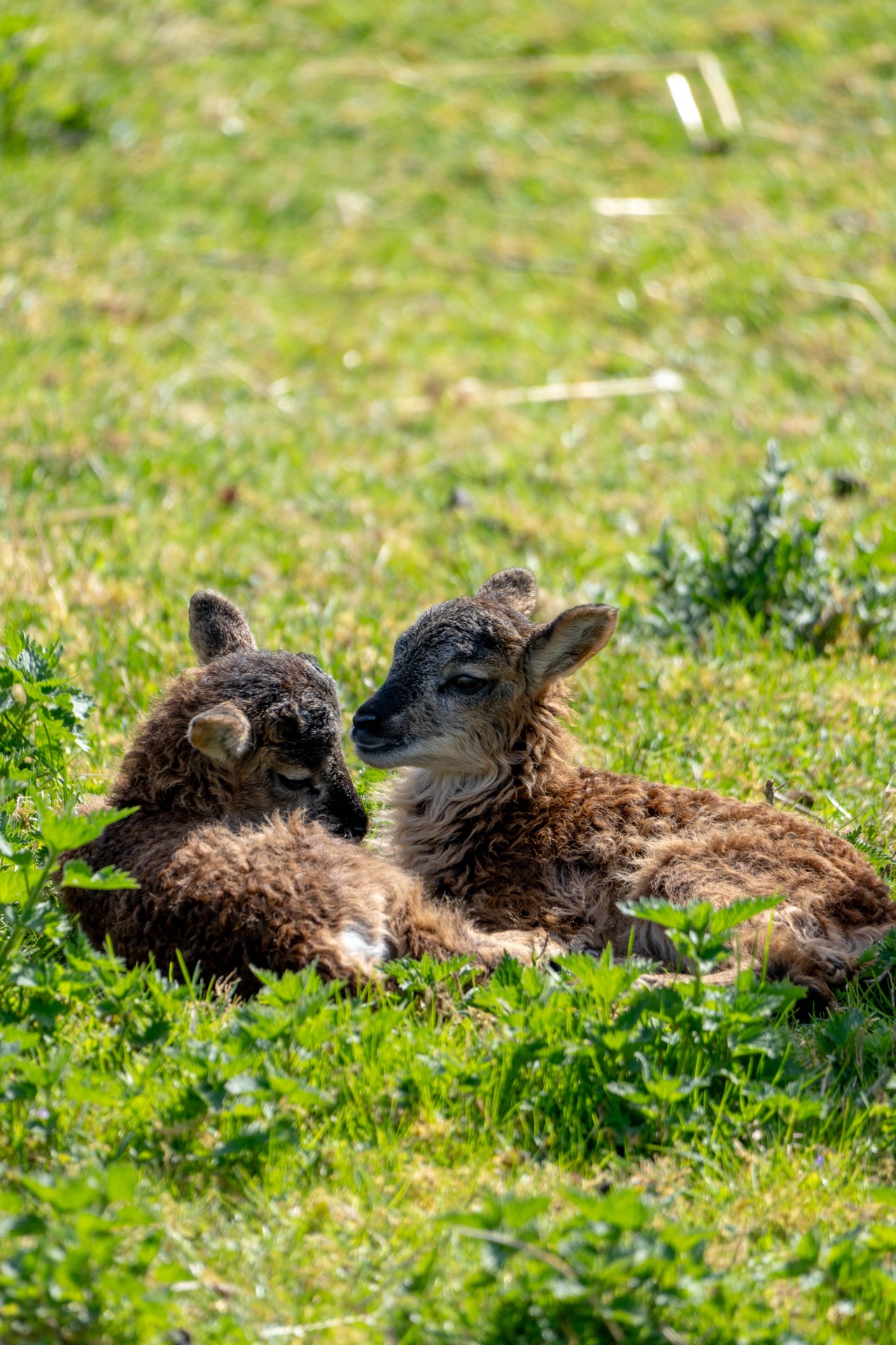 Zwei Lämmer auf der Wiese