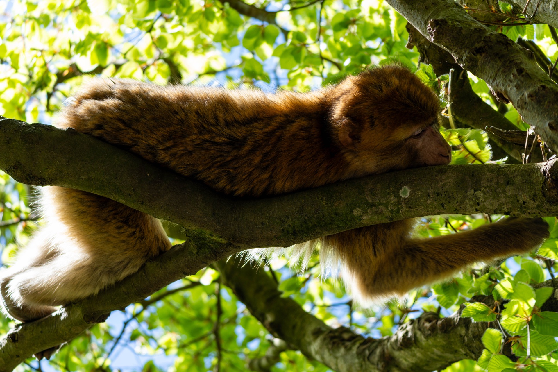 Berberaffe schläft auf einem Ast