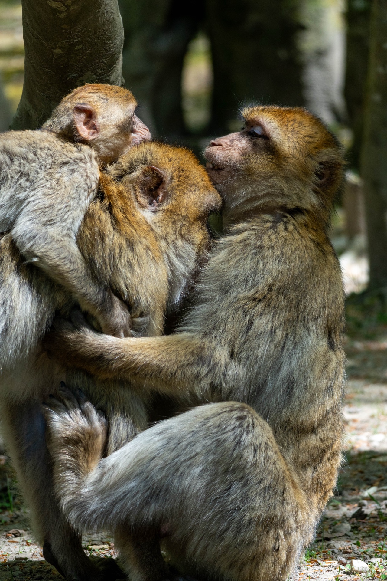 Berberaffen-Familie — Gruppenszene