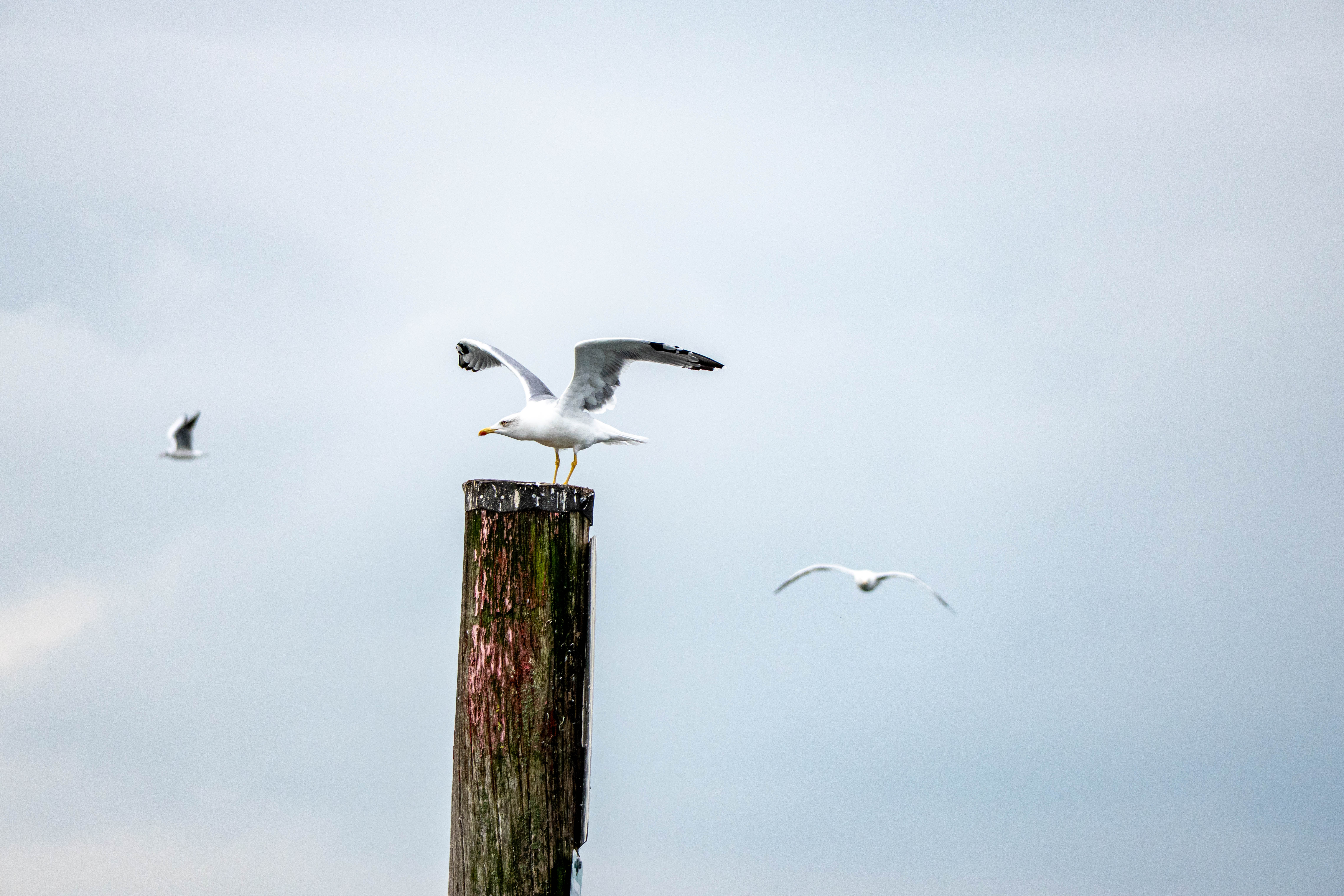 Möwe auf Pfahl am Bodensee